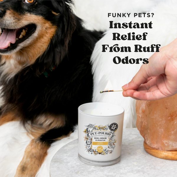 Canine Coconut Candle - Pet~Pourri Candle Hot on Sale - Image 3