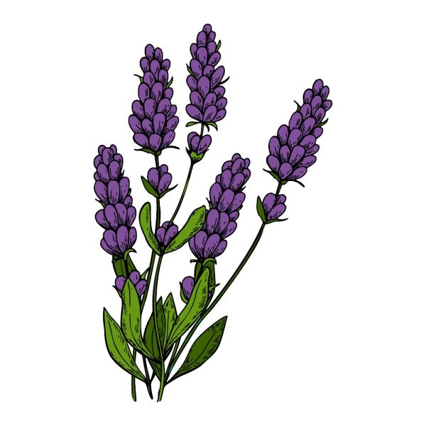 Lavender Essential Oil Online now